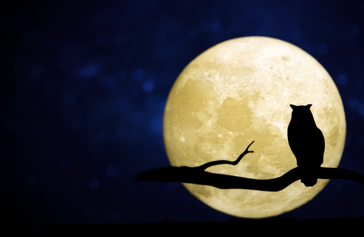 nightowl insomniac